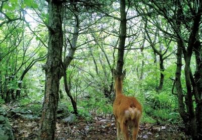 【河南在線列表】太行山中野生金錢豹頻繁“出鏡” 野生動物種群數量增加