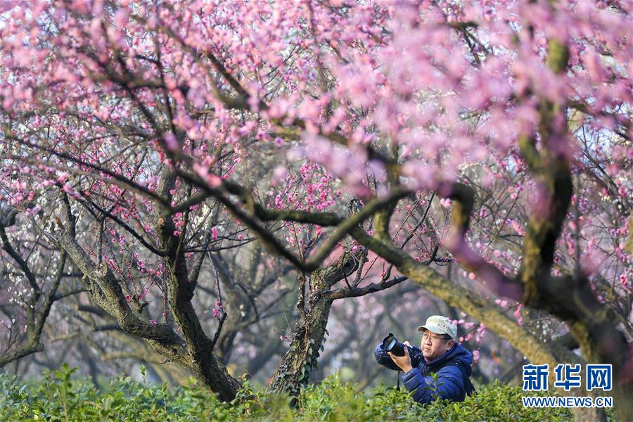 江蘇南京：梅花綻放引客來