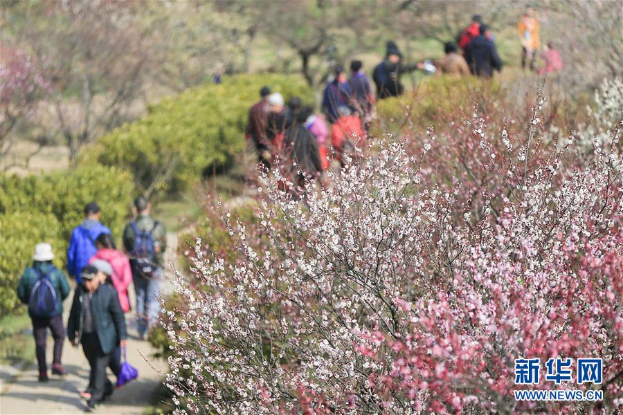 江蘇南京：梅花綻放引客來