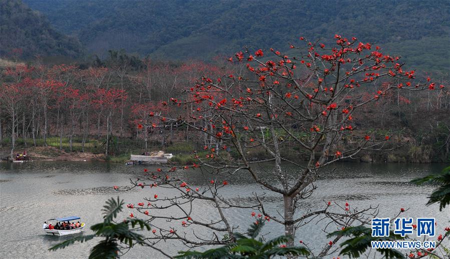 海南昌江：層林盡染木棉紅