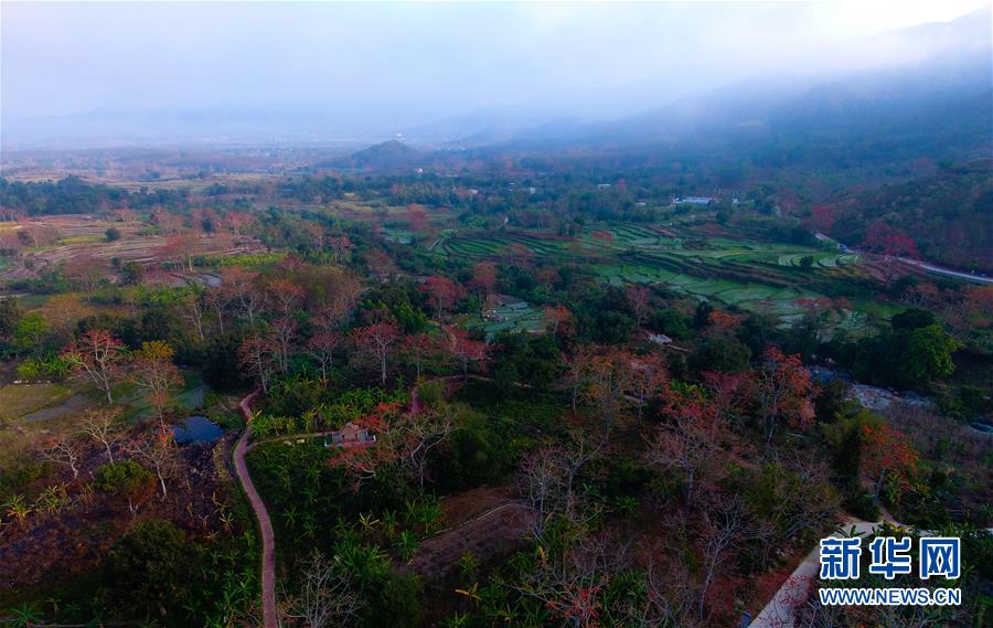 海南昌江：層林盡染木棉紅