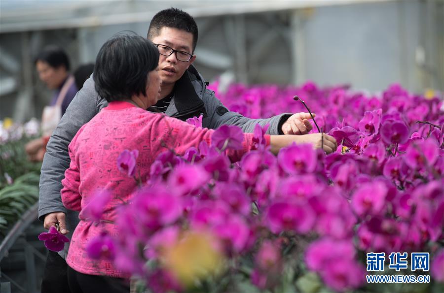 浙江仙居：“南果北移”花果飄香