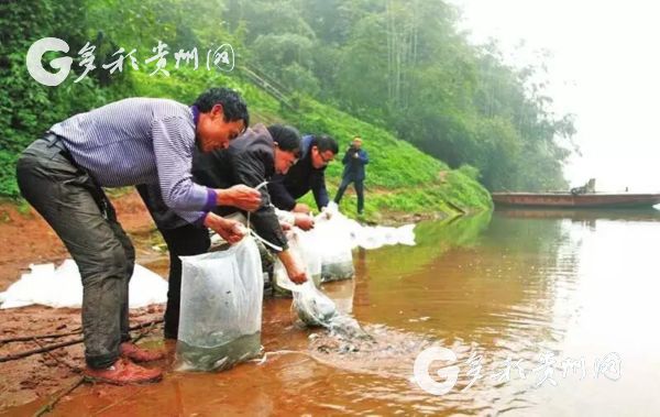 （大生態）貴州各地“民間河長”:保護環境就是保護生命