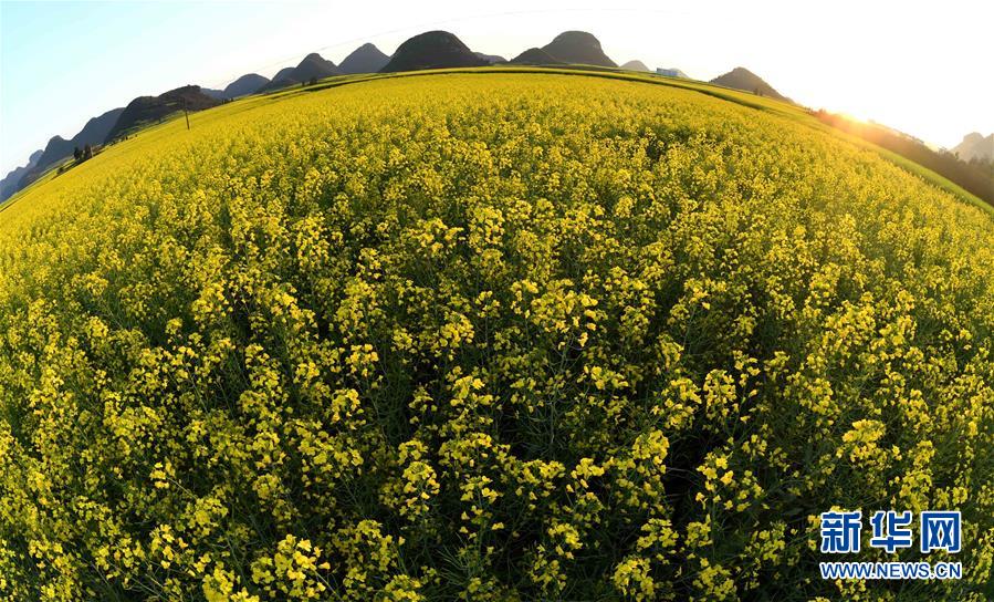 大地春歌：雲南羅平百萬畝油菜花綻放