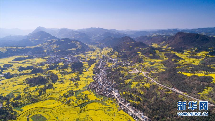 大地春歌：雲南羅平百萬畝油菜花綻放