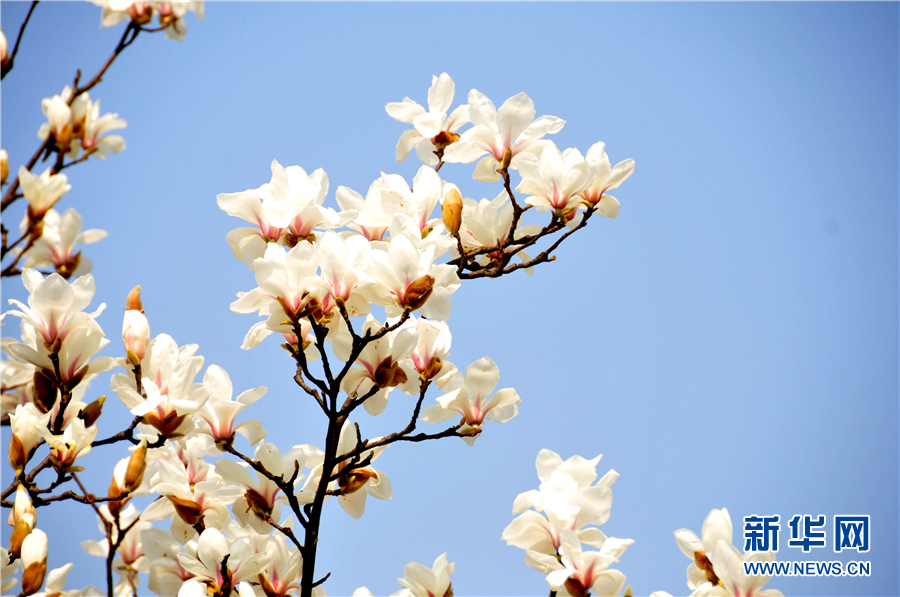 貴陽：春花開 春意濃