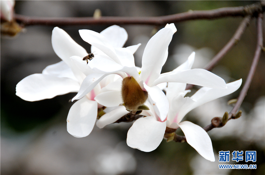 貴陽：春花開 春意濃