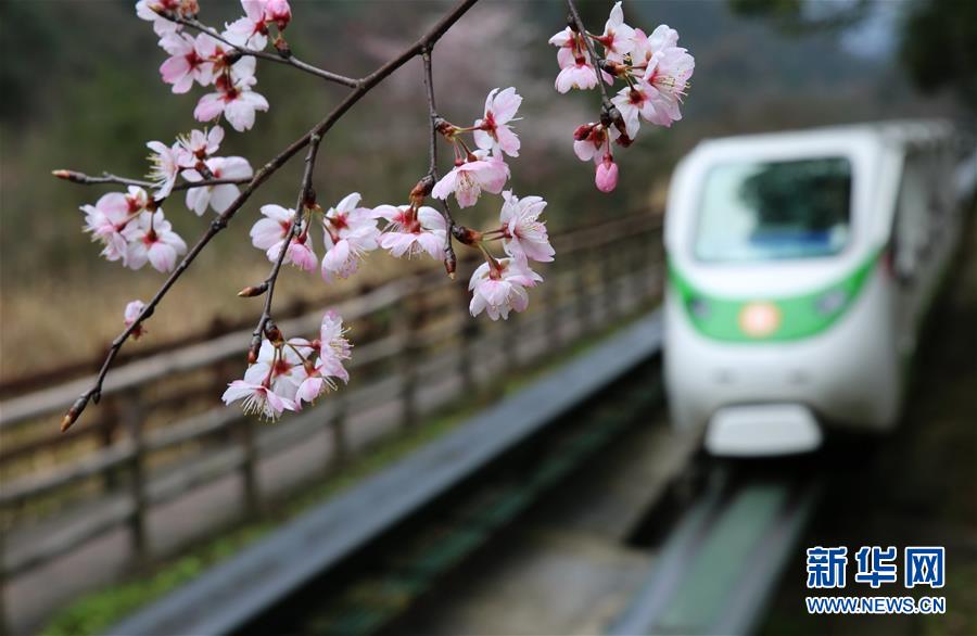 花開引客來