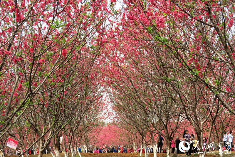 【焦點圖】廣西桂林：桃花爛漫迎客來