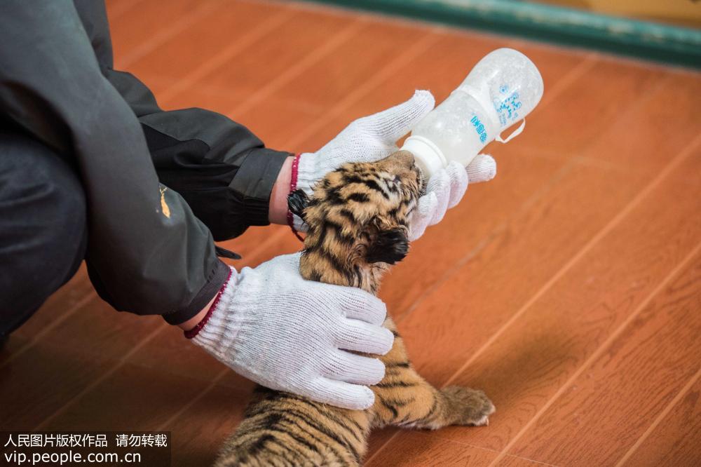 華南虎三胞胎首次亮相杭州 專人24小時看護