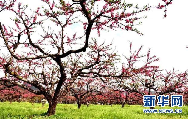 十里桃林醉春光 龍南縣2018年南武當桃花節開幕