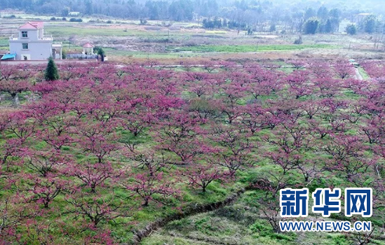 十里桃林醉春光 龍南縣2018年南武當桃花節開幕