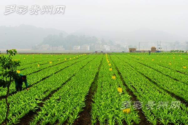 （大扶貧）貴州：發出“號令”使出“秘籍” 全力打好脫貧攻堅四場硬仗