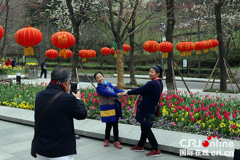 貴州貴陽阿哈湖萬餘株鬱金香爭先綻放