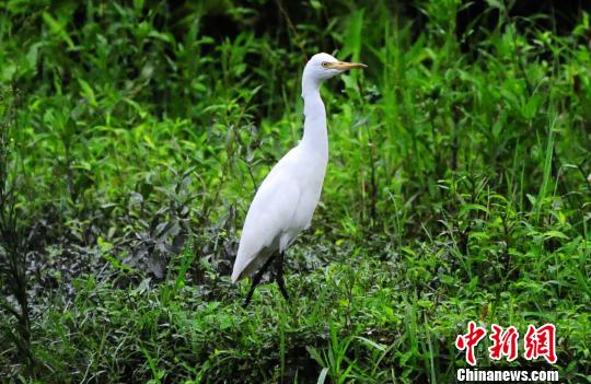 重慶酉陽發現一級國家保護動物白鶴（圖）