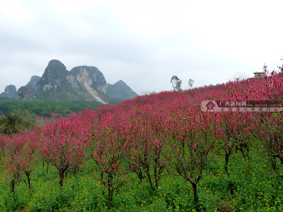 【八桂大地】【熱門文章】（首頁標題）到花花大世界看桃花朵朵開（內容頁標題）到花花大世界看桃花朵朵開 還能“偶遇”卓依婷