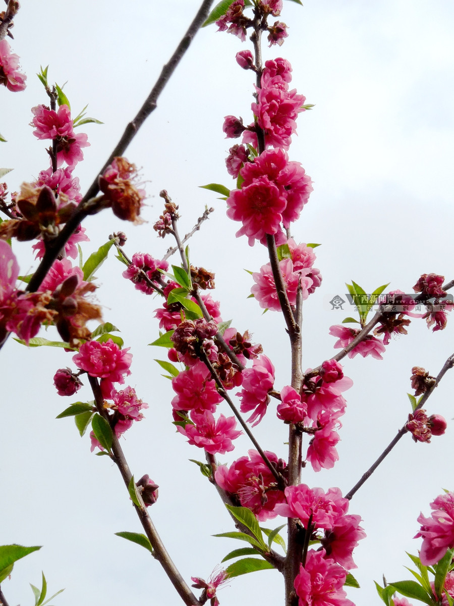 【八桂大地】【熱門文章】（首頁標題）到花花大世界看桃花朵朵開（內容頁標題）到花花大世界看桃花朵朵開 還能“偶遇”卓依婷