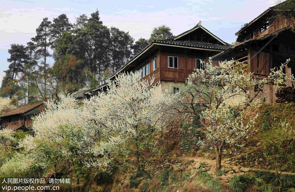 貴州從江：春暖花開村寨美