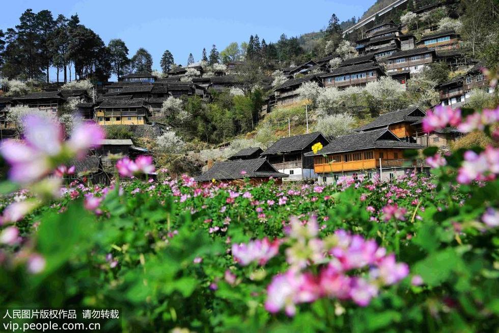 貴州從江：春暖花開村寨美