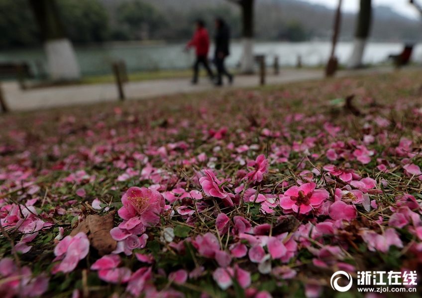 杭州一夜回冬 雨後梅花落滿地