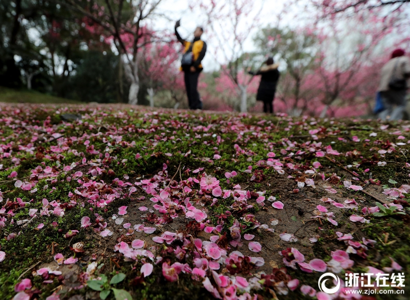 杭州一夜回冬 雨後梅花落滿地