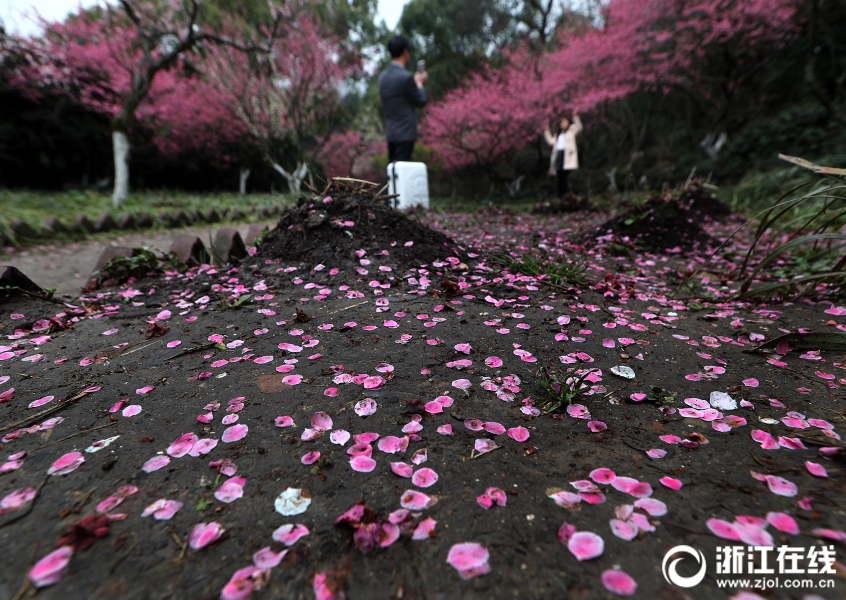 杭州一夜回冬 雨後梅花落滿地