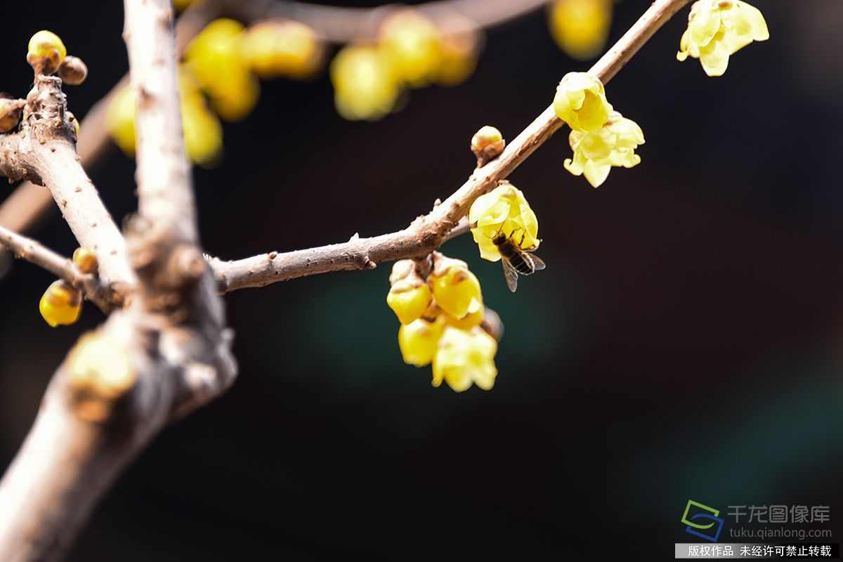 春暖北京 又待一年山花爛漫時