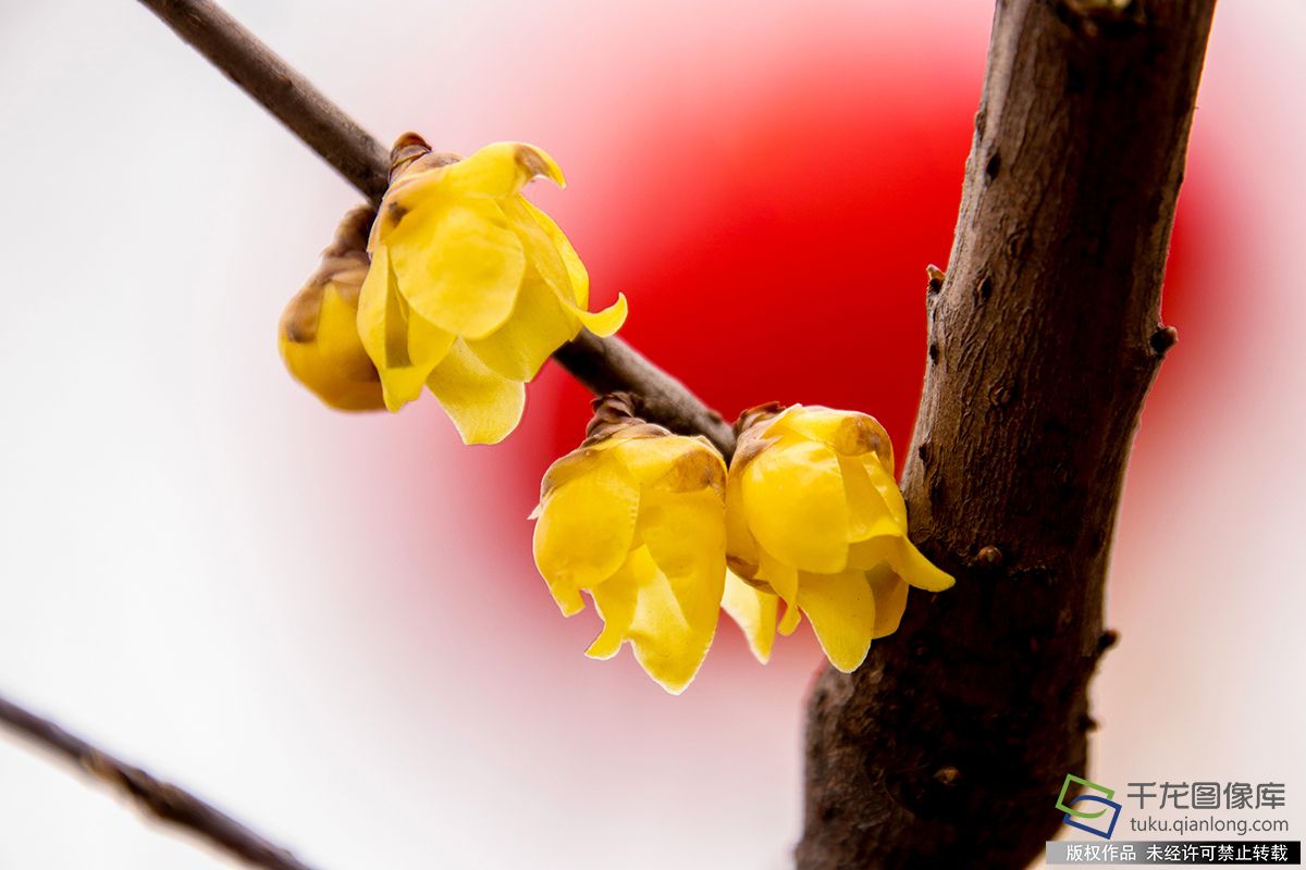 春暖北京 又待一年山花爛漫時