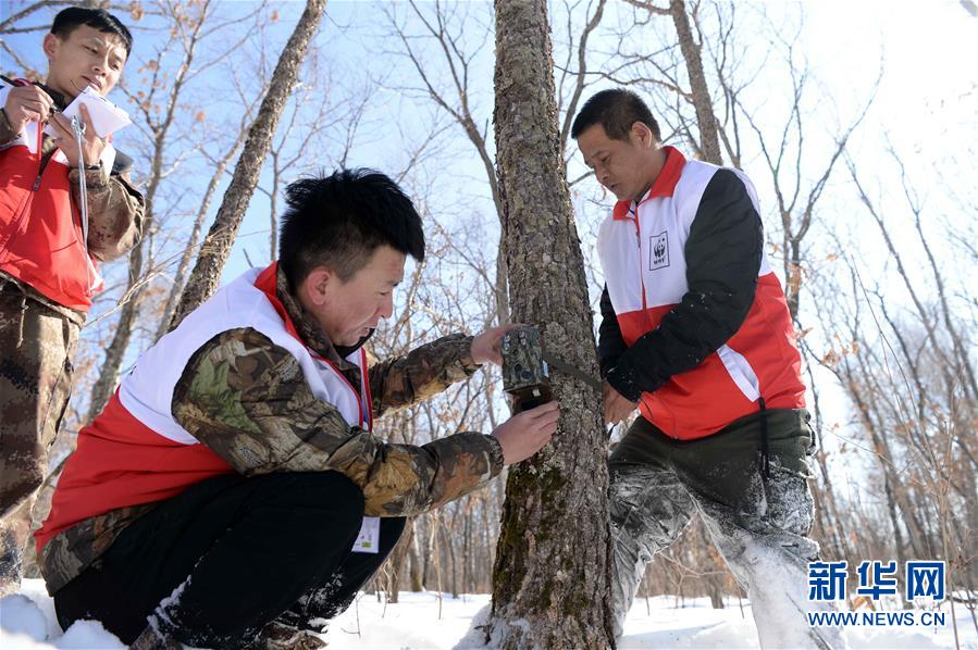 黑龍江綏陽：東北虎巡護員技能大比拼