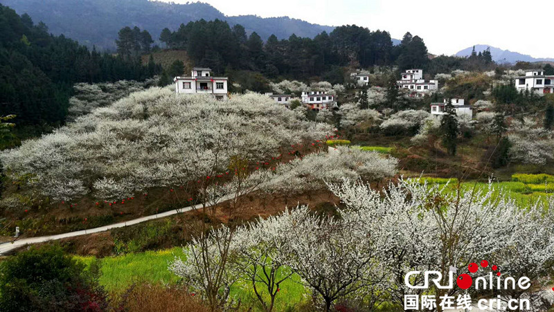 【已過審】【原創 】 【焦點圖】【八桂大地】南丹陽春三月“白雪飄香”