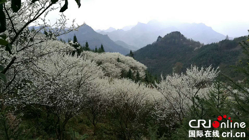 【已過審】【原創 】 【焦點圖】【八桂大地】南丹陽春三月“白雪飄香”