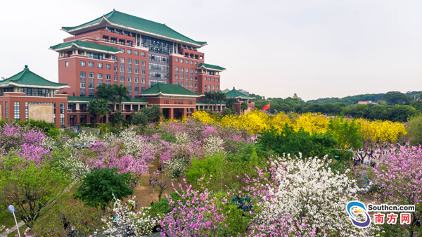 羊城入春 華農校園鮮花綻放絢麗多彩