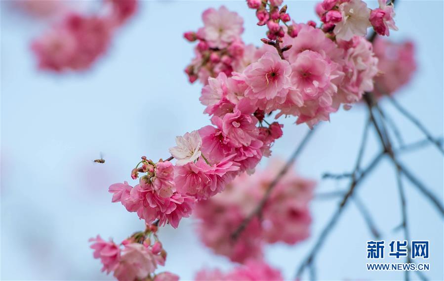 雲南昆明：櫻花海 映春光