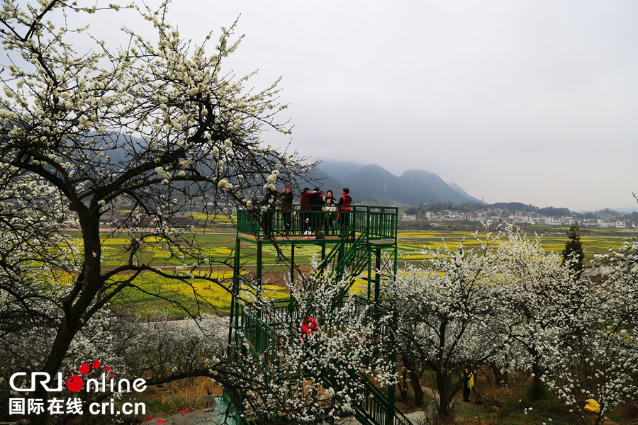 貴州貴定：“金海雪山”春意盎然   遊客紛至遝來