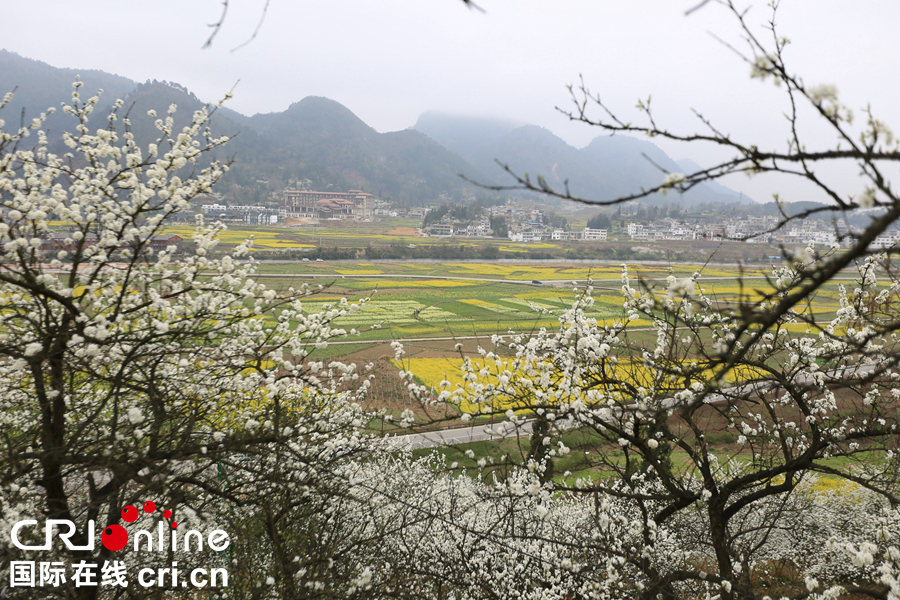 貴州貴定：“金海雪山”春意盎然   遊客紛至遝來