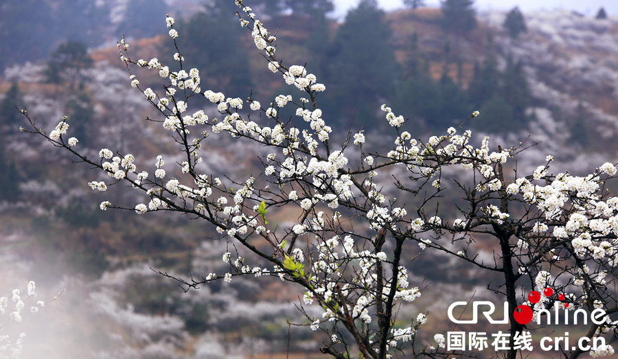 貴州貴定：“金海雪山”春意盎然   遊客紛至遝來