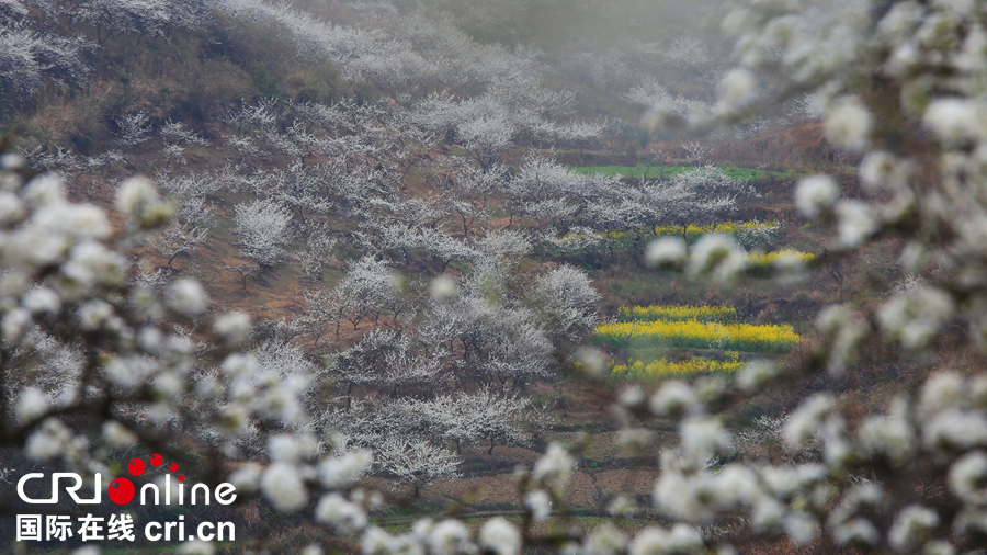 貴州貴定：“金海雪山”春意盎然   遊客紛至遝來