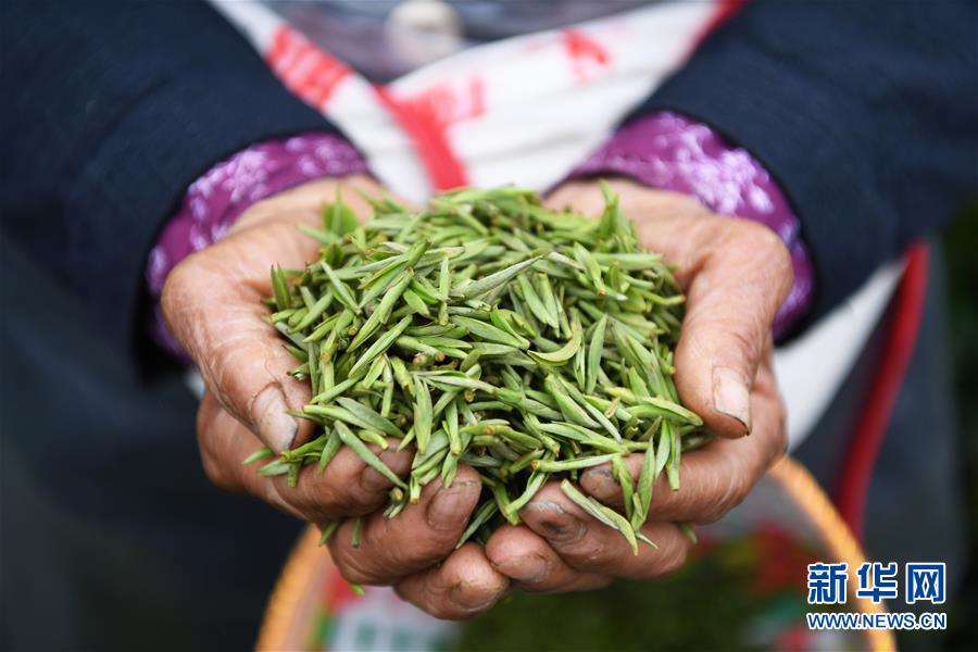 重慶：春茶採摘正當時