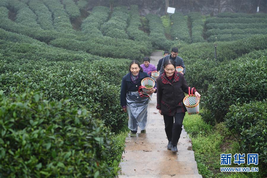 重慶：春茶採摘正當時