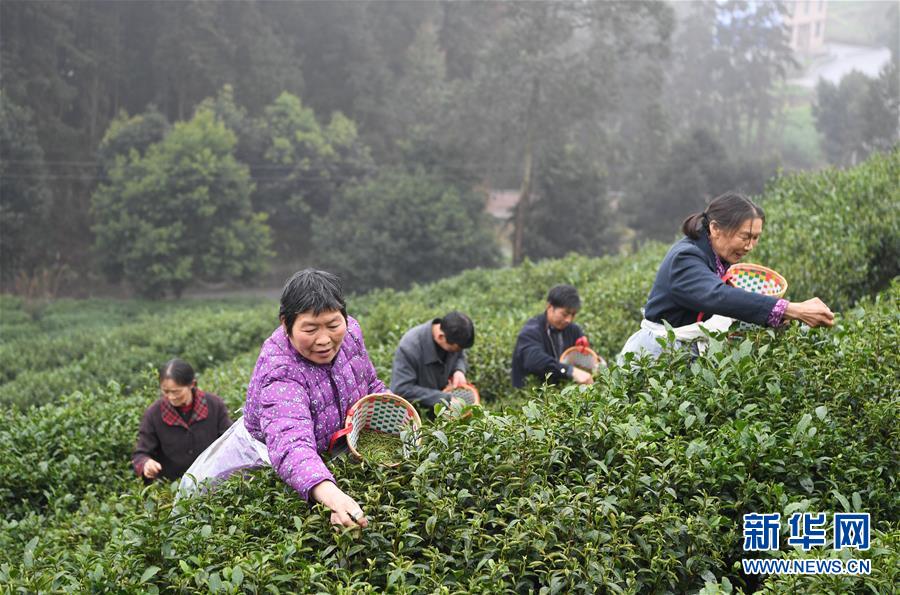 重慶：春茶採摘正當時