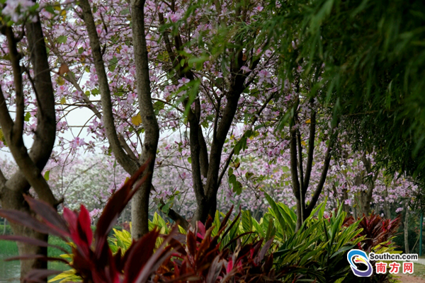 海珠濕地紫荊花帶鮮花綻放等你來賞