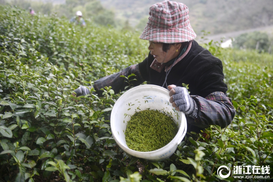 舟山千畝“明前茶”開摘