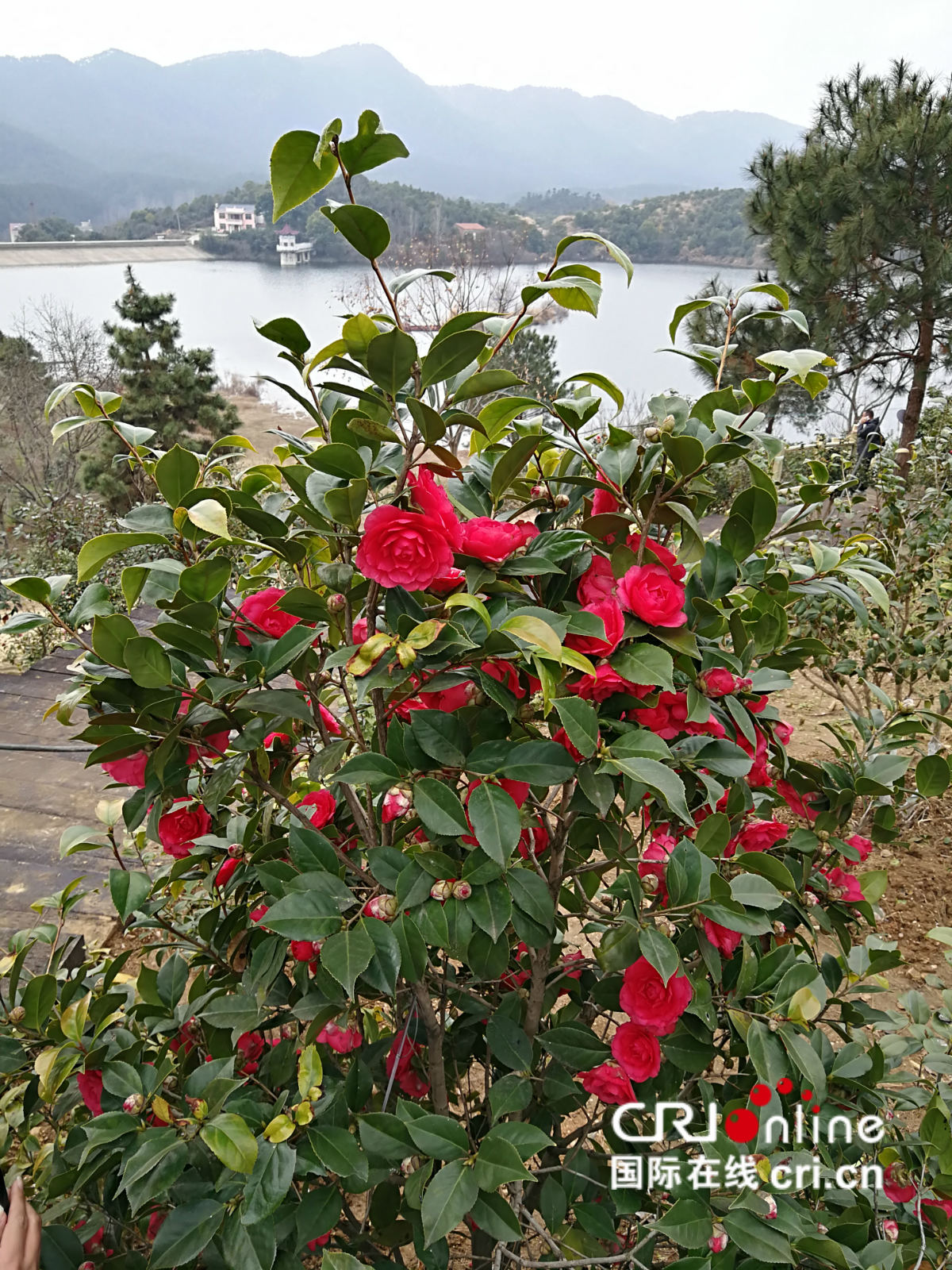 中國茶花博覽會在湖北麻城開幕