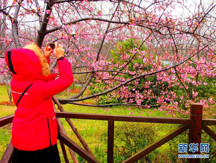 上海櫻花節即將揭幕