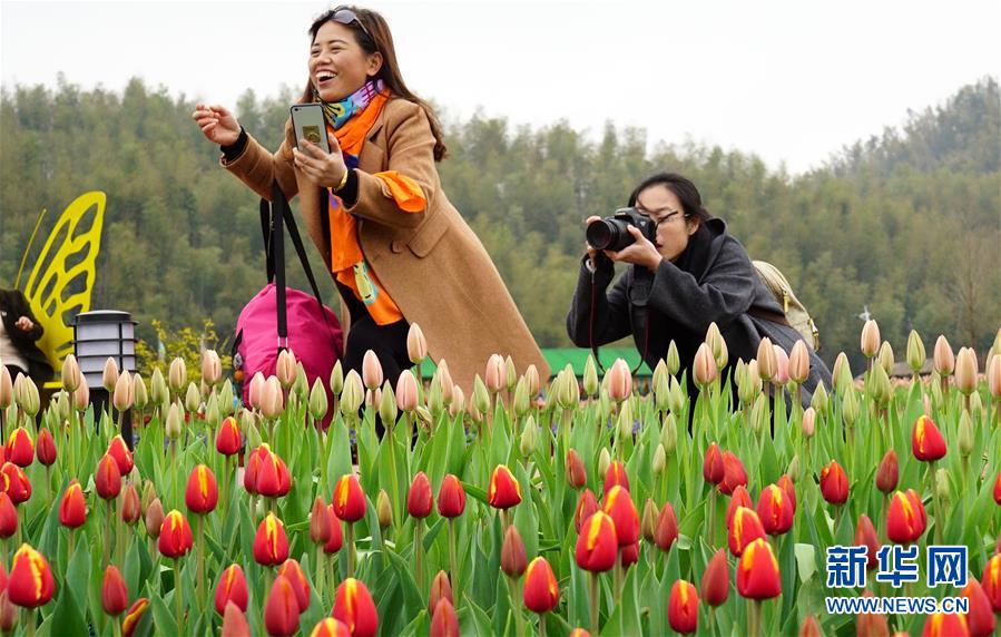 江西南昌：鬱金香花海引客來