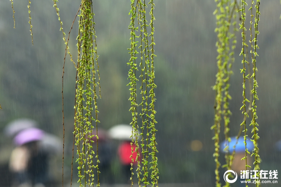 雨水淅瀝 西湖春色漸濃