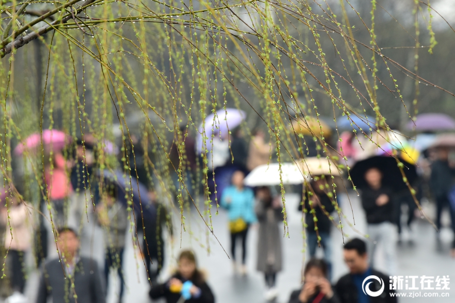 雨水淅瀝 西湖春色漸濃