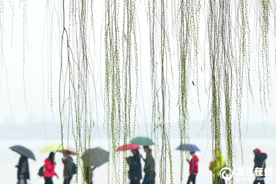 雨水淅瀝 西湖春色漸濃