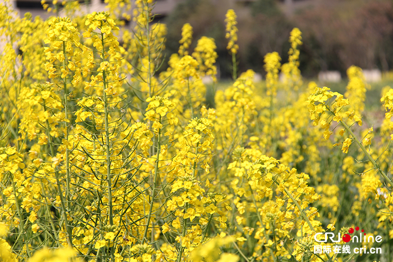 花重錦官城 郫都花爭艷