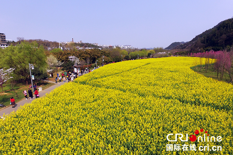 （已過審/旅遊/焦點圖）貴陽花溪十里河灘春意濃